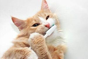 Importancia de la higiene bucal en nuestros gatos - Mascotas - ABC Color
