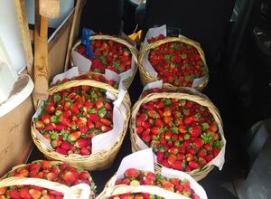 Ciudadanía se solidariza con productor de frutillas engañado por un falso comprador - Radio Imperio