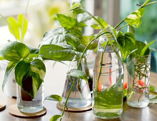Cultivá plantas en agua con esta guía básica