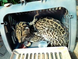 Muere felino salvaje rescatado en puerto de Concepción - Nacionales - ABC Color