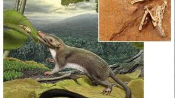 Diario HOY | Ancestros de mamíferos empezaron a tener sangre caliente más tarde de lo que se creía