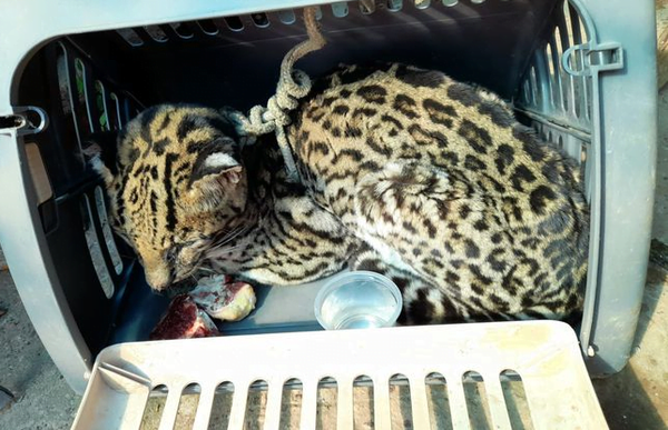 Muere felino salvaje rescatado en puerto de Concepción - Noticiero Paraguay