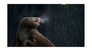 La evolución del oído, clave en la aparición de animales de sangre caliente