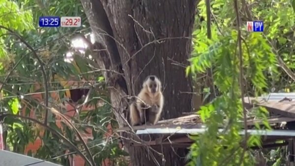 ¡Cuidado con el mono! Lo denuncian por ratero y pervertido | Noticias Paraguay
