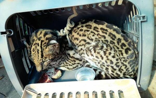Muere felino salvaje rescatado en puerto de Concepción – Prensa 5