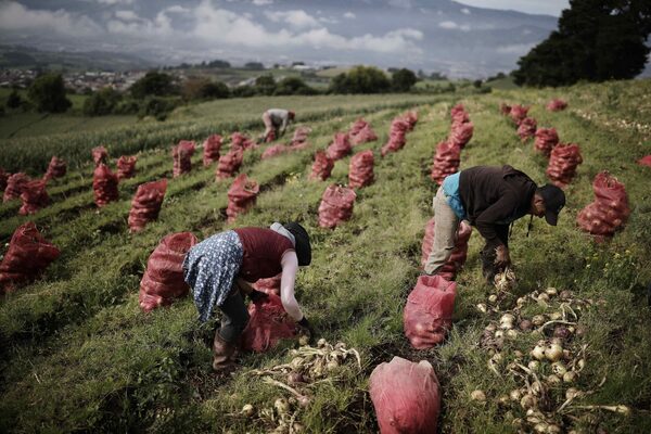IICA destaca el apoyo de América para enfrentar los retos en seguridad alimentaria - MarketData