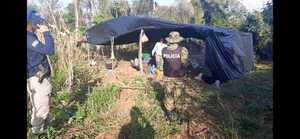 Descubren un campamento con marihuana prensada en Salto del Guairá | 1000 Noticias