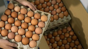 Los estadounidenses están pagando la docena de huevos más cara en dos décadas | Internacionales | 5Días