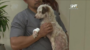 Lamentable: Violencia extrema contra un animal - SNT