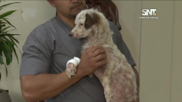 Lamentable: Violencia extrema contra un animal - SNT