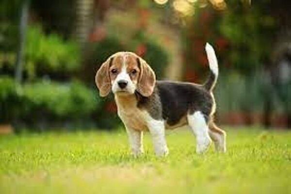 ¿Qué es la hipotricosis congénita en perros? - Mascotas - ABC Color