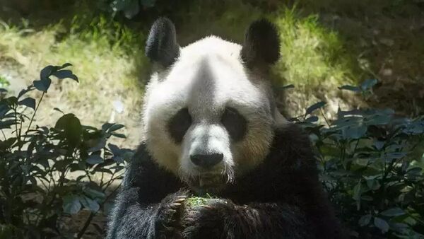 Fallece An An, el panda más anciano del mundo en cautividad