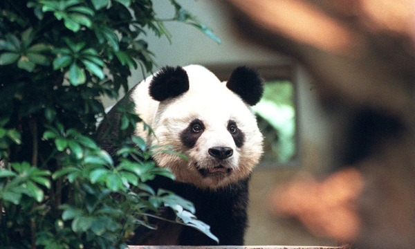 Muere An An el panda más anciano del mundo en cautividad - OviedoPress