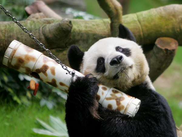 MUNDO | Sacrificaron a An An, el panda más anciano del mundo en cautiverio: tenía 35 años
