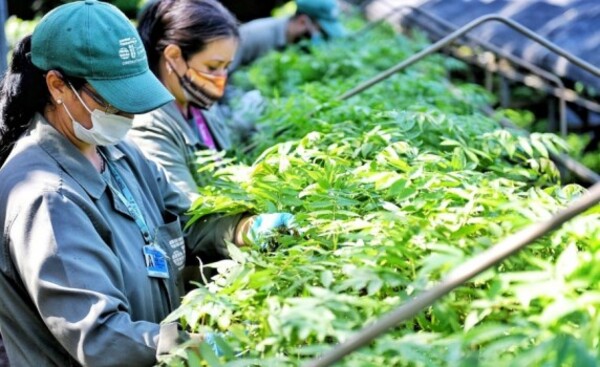 Casi 600.000 plantines producidos por la Itaipu para reforestación