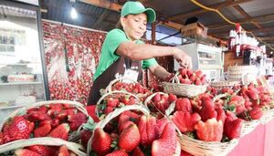 Productores de frutilla esperan a sus clientes en la Plaza Libertad de Caaguazú