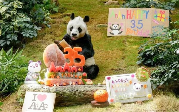 Fallece el panda más anciano del mundo en cautividad – Prensa 5