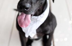Día Mundial del Perro: valorar y cuidar al mejor amigo del hombre