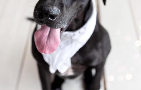 Día Mundial del Perro: valorar y cuidar al mejor amigo del hombre