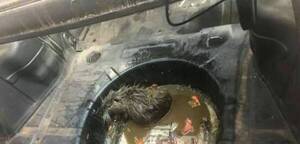 Crónica / ¿Cómo es posible? Tenían de mascota a un castor