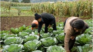 En siete años, 77.000 familias rurales fueron beneficiadas con 12 proyectos de agricultura | Agronegocios | 5Días