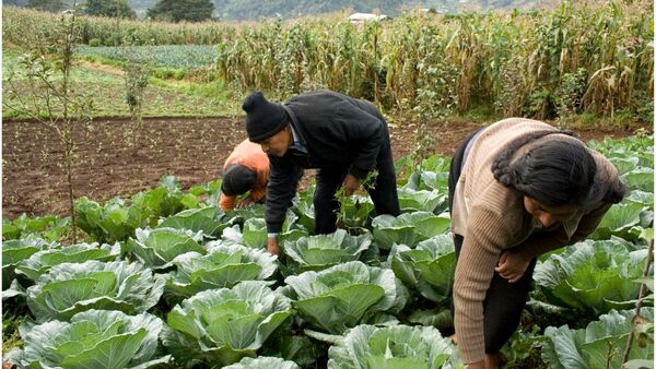 En siete años, 77.000 familias rurales fueron beneficiadas con 12 proyectos de agricultura | Agronegocios | 5Días