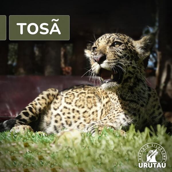 La pequeña Tosã está muy cerca de recuperarse