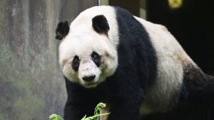 Murió el panda macho en cautiverio más longevo del mundo