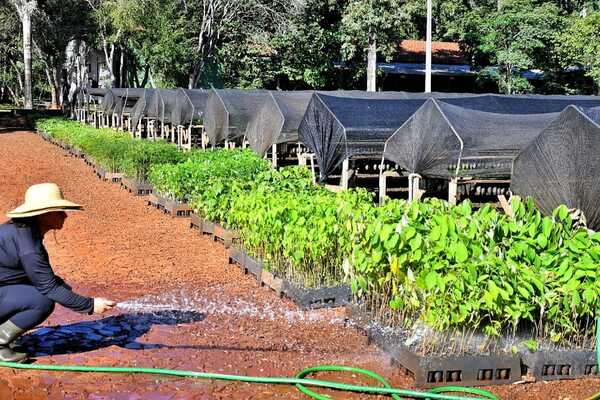 Diario HOY | Vivero forestal de Itaipú sembró casi 600 mil plantines nativos