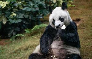 Hong Kong: murió el panda más viejo del mundo en cautividad