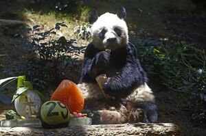 Murió “An An”, el panda más viejo del mundo en cautiverio
