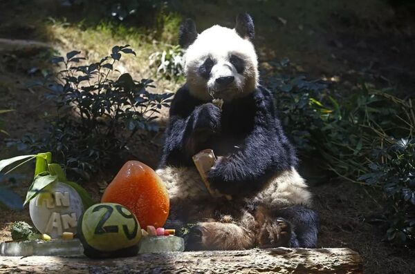 Murió “An An”, el panda más viejo del mundo en cautiverio