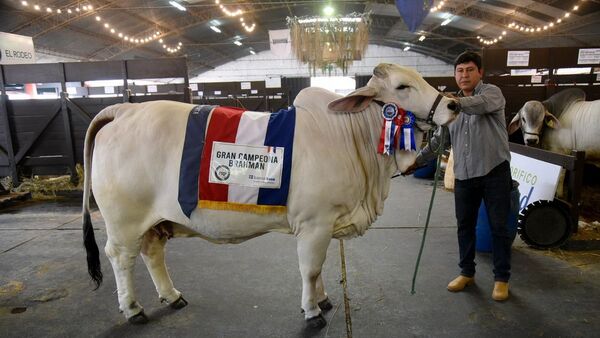 Brahman vende la vaca más cara registrada en el país