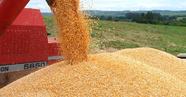 La Nación / Ucrania y Rusia se aprestan a sellar acuerdo para exportar granos, mientras sigue la guerra en Donbás