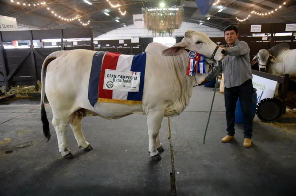 Brahman vende la vaca más cara registrada en el país