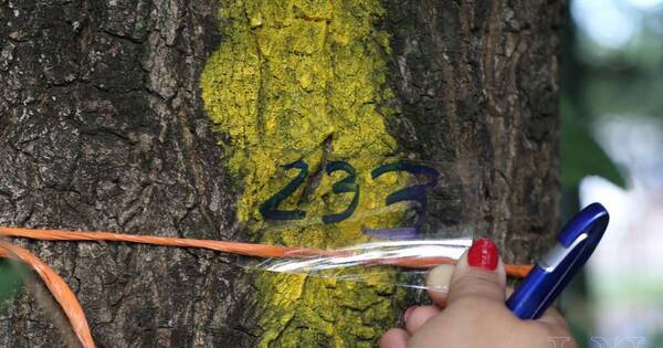 La Nación / Colosos de la Tierra: más de 700 árboles inscritos para la competencia ambiental más grande del país