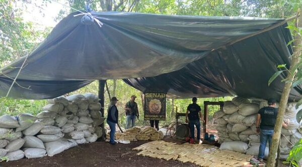 Amambay: Reportan un muerto tras tiroteo en zona de alta producción de marihuana