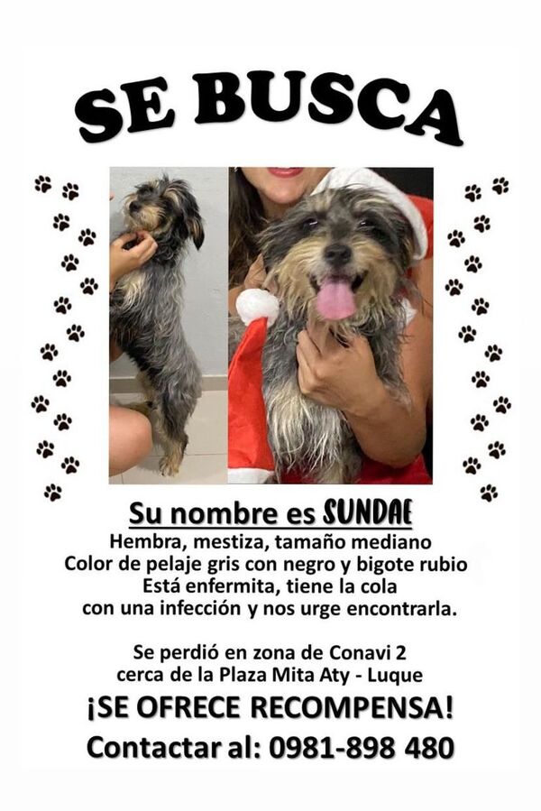 Sundae - Encontrá a tu mascota - ABC Color