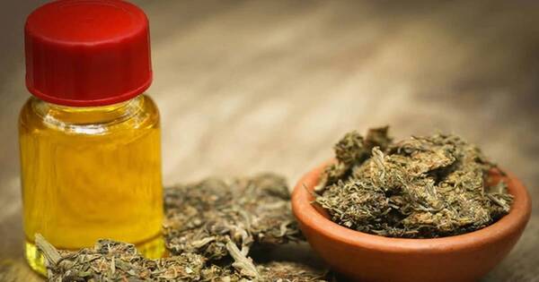La Nación / Alerta: varias marcas de “aceite de cannabis medicinal” no están habilitadas