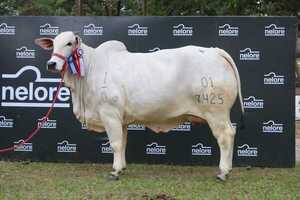 ¡Nunca antes visto en Paraguay! Vaca Nelore de Goya S.A. se evalúa en más de US$ 146.000