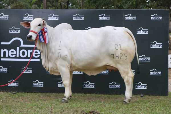 ¡Nunca antes visto en Paraguay! Vaca Nelore de Goya S.A. se evalúa en más de US$ 146.000