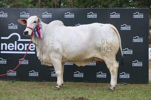 Precio histórico de una vaca: pagan G. 504 millones más IVA por 50% de una Nelore - Nacionales - ABC Color