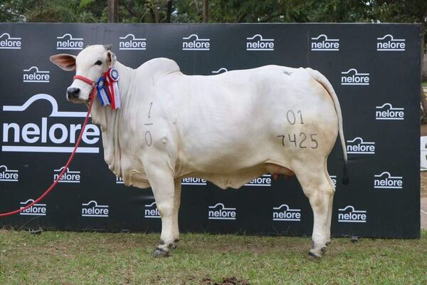 Precio histórico de una vaca: pagan G. 504 millones más IVA por 50% de una Nelore - Nacionales - ABC Color