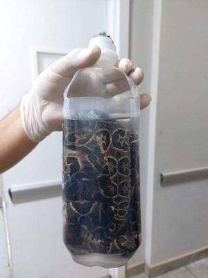 Crónica / ¡Qué mala pata!: Estaba en la chacra y una yarará causó guarara