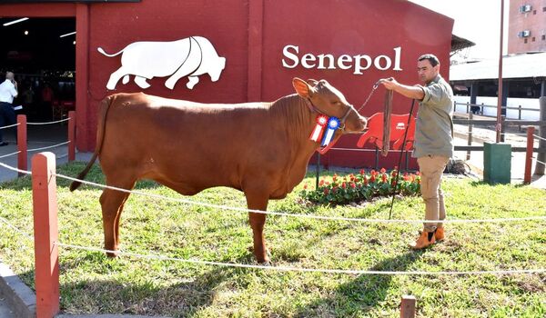 Paraguay se convierte en exportador de otra raza bovina
