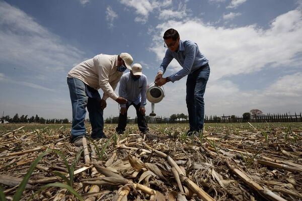 México puede bajar precios de alimentos con cultivo ancestral, dice experto - Mundo - ABC Color