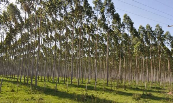 Heinzel Group anuncia inversión en la  primera planta de celulosa de Paraguay