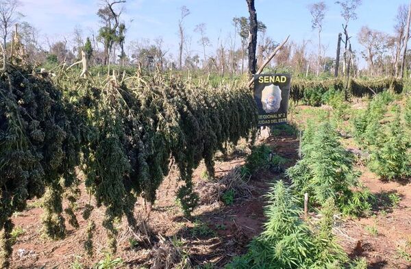 Destruyen 24 toneladas de marihuana en Itakyry - ABC en el Este - ABC Color