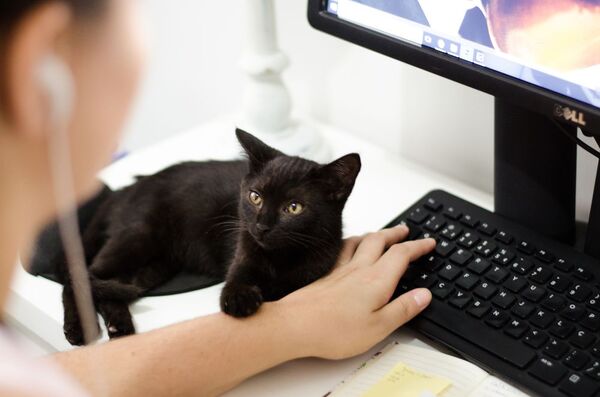 Trucos para que tu gato no marque territorio en casa
