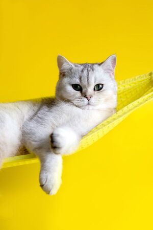 Gatos predecibles - Mascotas - ABC Color